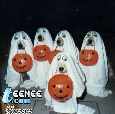 Halloween Costumes 3 *Pet*