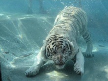 เสือขาวใต้น้ำ...สุดน่ารัก!?