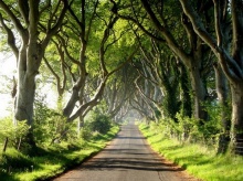 อุโมงค์ต้นไม้ อุโมงค์ต้นบีช ประเทศไอร์แลนด์ 