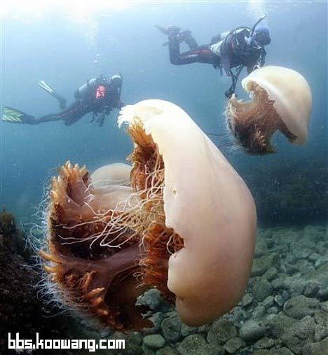 Jellyfish..เห็นแล้วหวาดเสียว 1