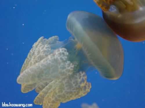 Jellyfish..เห็นแล้วหวาดเสียว 1