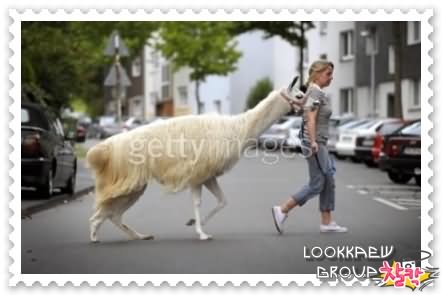๏~* Sock ~ The Pet Lama *~๏