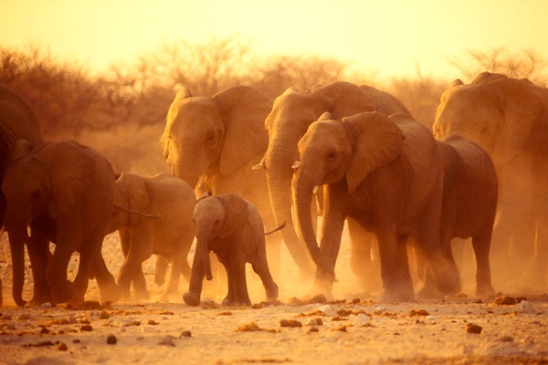 Etosha National Park in Namibia