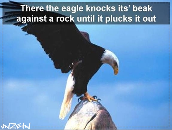 Lesson from Life of EAGLE