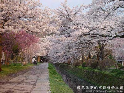 Sakura Festival In Japan