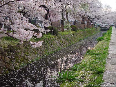 Sakura Festival In Japan