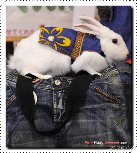 Bunny\