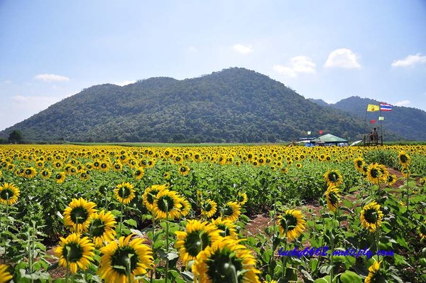 ทุ่งทานตะวัน 