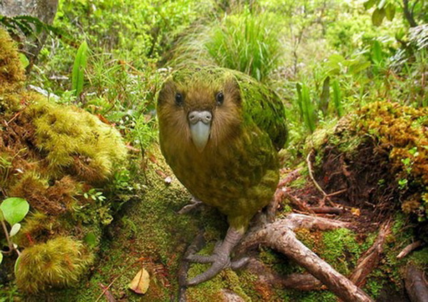 ประกวดถ่ายภาพนกที่หายากที่สุดของโลก...จากหนังสือ The World s Rarest Birds