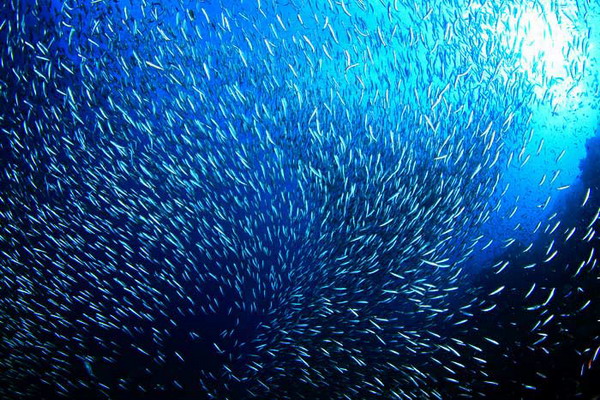 ฝูงปลาสวยๆและโลกใต้ทะเล