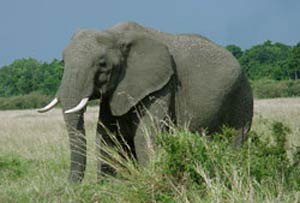   8. ช้างแอฟริกาดัมโบ้ 
