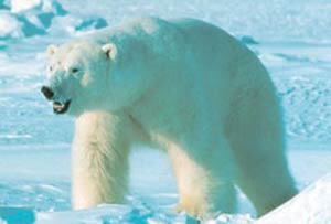     9. หมีขั้วโลก 