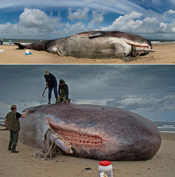 รูปปั้นปลาวาฬยักษ์ ทำซะเนียนเลย