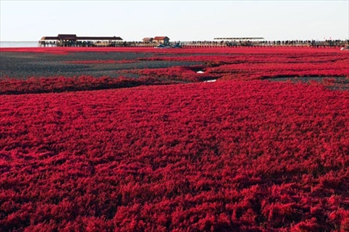 Red Beach หาดทรายสีแดงเลือด 