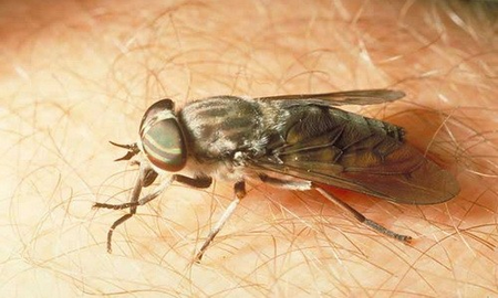 Flies แมลงที่ดูดเลือดเราที่รู้จักกันดีนั้นก็คือ ยุง 