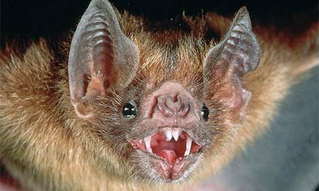Vampire Bats ค้างคาวดูดเลือด 