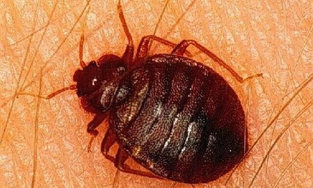 Bedbugs เรือด เป็นแมลงมวนชนิด