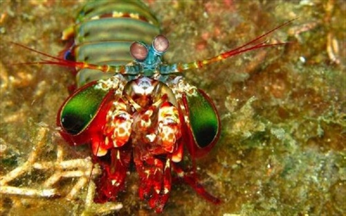 กุ้งสีสันสดใส สวยที่สุดในโลก