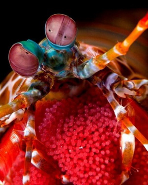 กุ้งสีสันสดใส สวยที่สุดในโลก