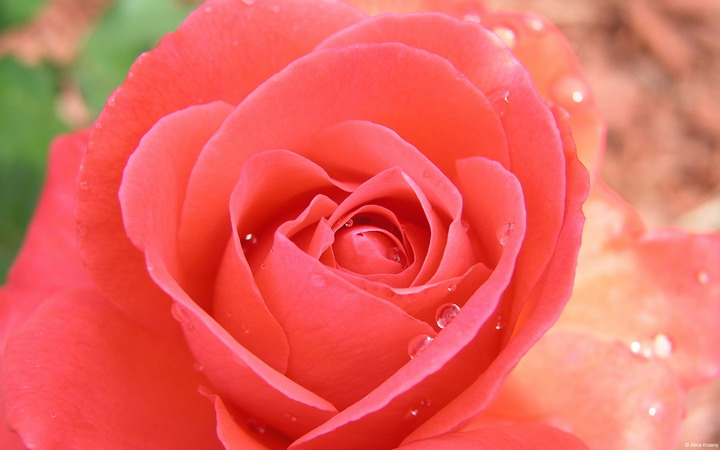 Zoom Zoom ดอกกุหลาบ ราชินีแห่งดอกไม้
