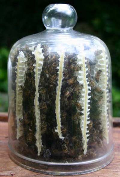 รังผึ้งในขวดแก้ว 