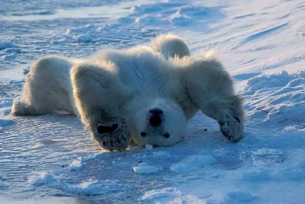 หมีโพลาร์ น่ารักน่าชัง