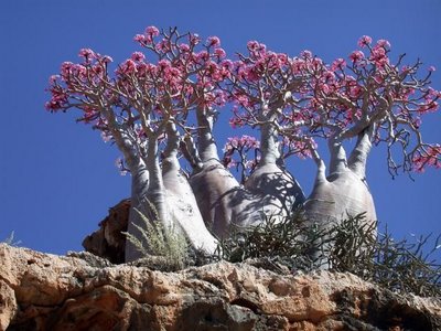 ~~~ ต้นไม้ที่เกาะSocotra ~~~~