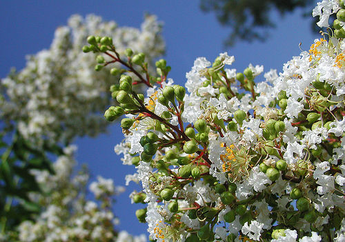 อินทนิลน้ำ (Crape Myrtle)