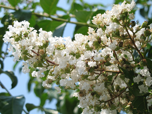 อินทนิลน้ำ (Crape Myrtle)