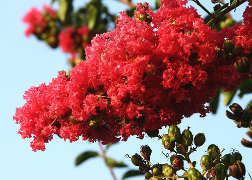 อินทนิลน้ำ (Crape Myrtle)