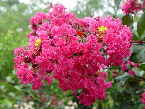 อินทนิลน้ำ (Crape Myrtle)