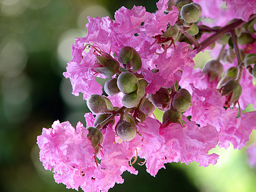 อินทนิลน้ำ (Crape Myrtle)