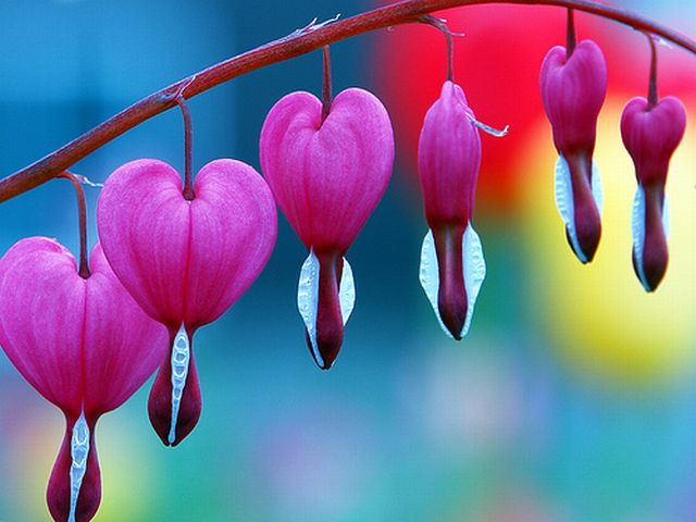 ดอก Bleeding heart