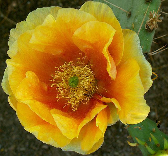 cactus flower # 1