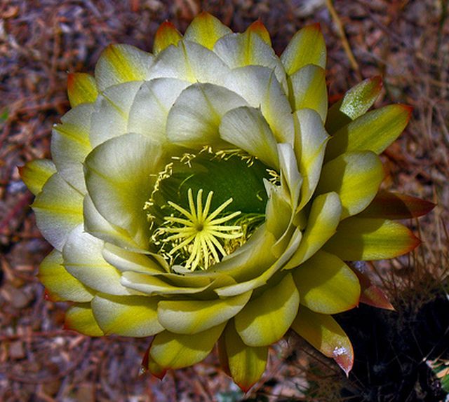 cactus flower # 1