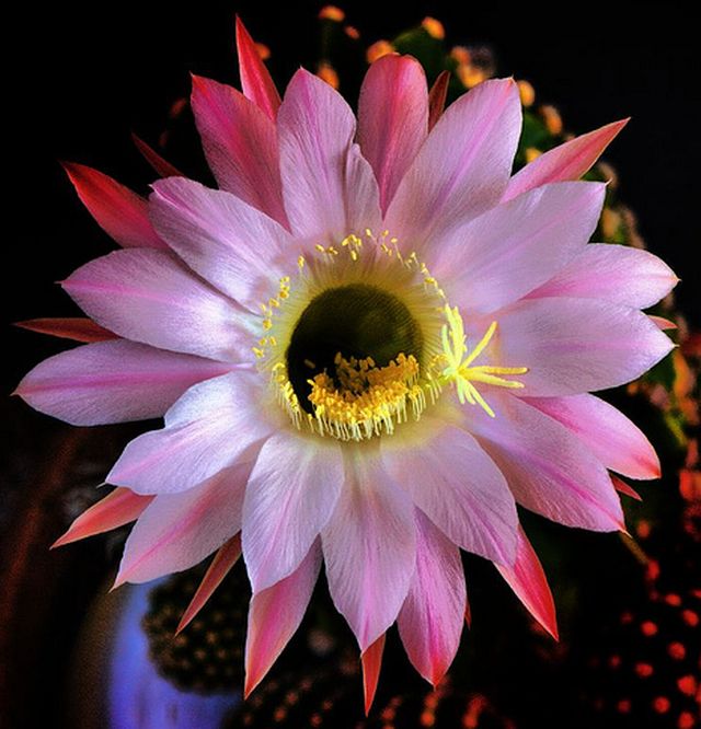 cactus flower # 1