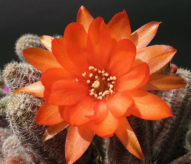 cactus flower # 1