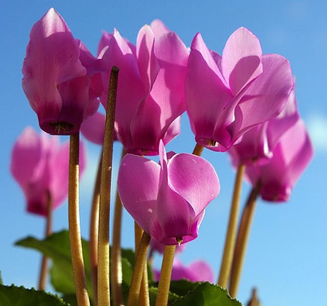 ดอกไซคลาเมน (Cyclamen) # 2