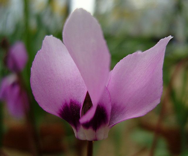 ดอกไซคลาเมน (Cyclamen) # 2