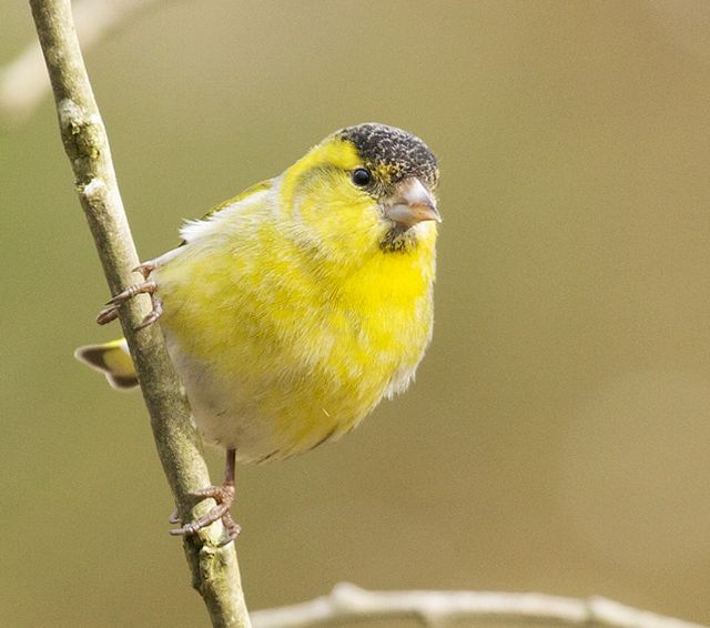 siskin male