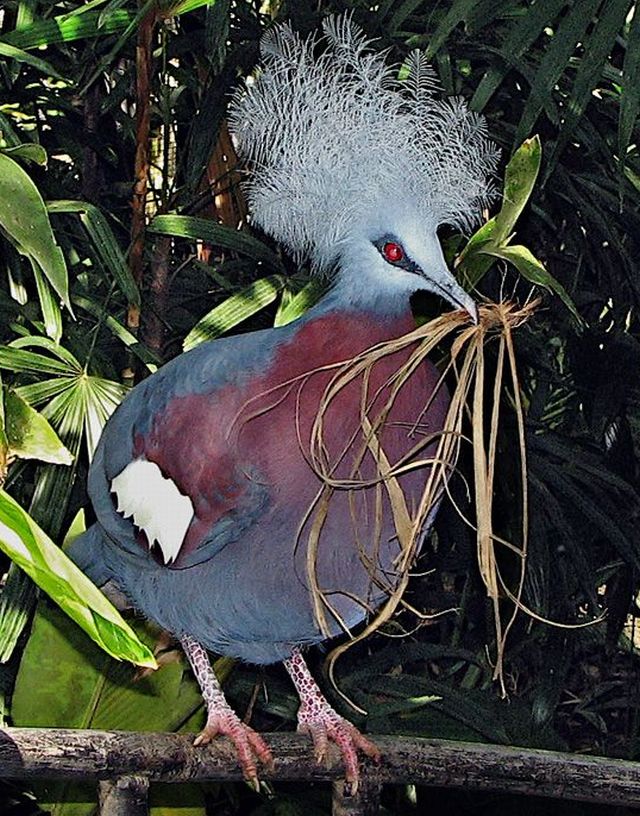 Southern Crowned Pigeon