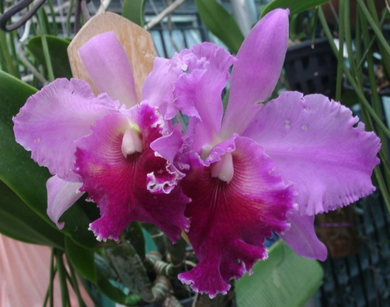 กล้วยไม้...แคทลียา (Cattleya)