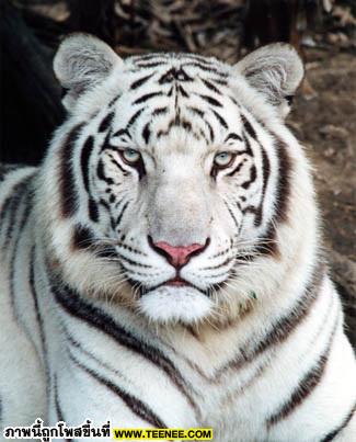 white tiger