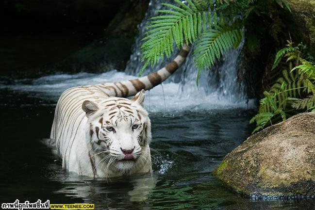 white tiger