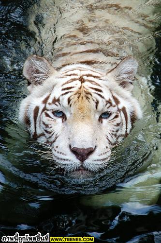 white tiger