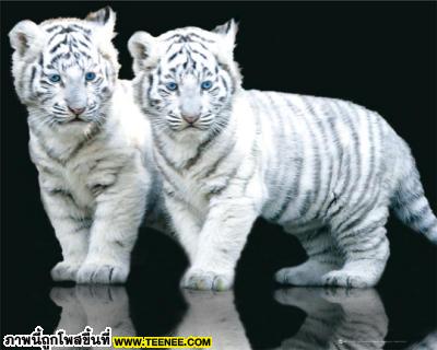 white tiger