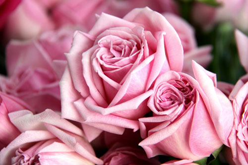 ดอกกุหลาบสวยๆ สำหรับคนที่คุณรัก 