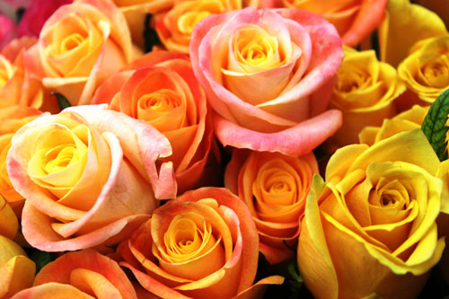 ดอกกุหลาบสวยๆ สำหรับคนที่คุณรัก 