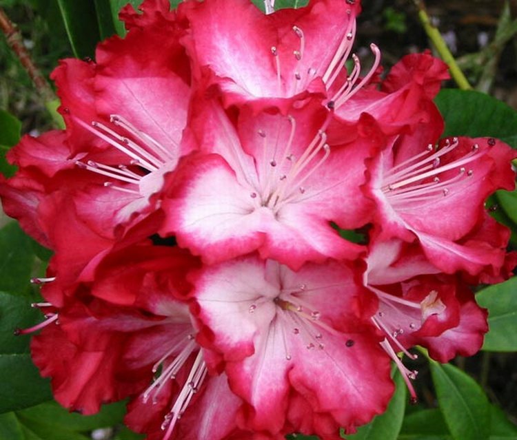 ดอก Rhododendron