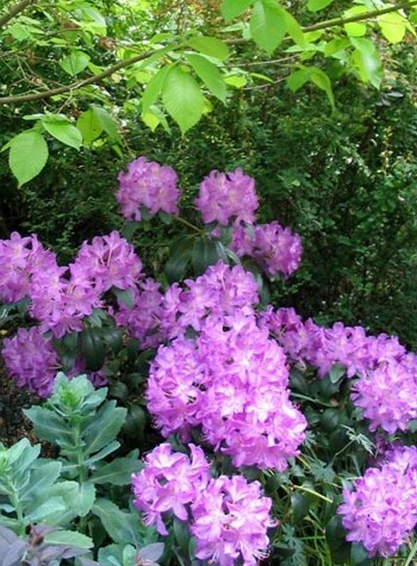 ดอก Rhododendron